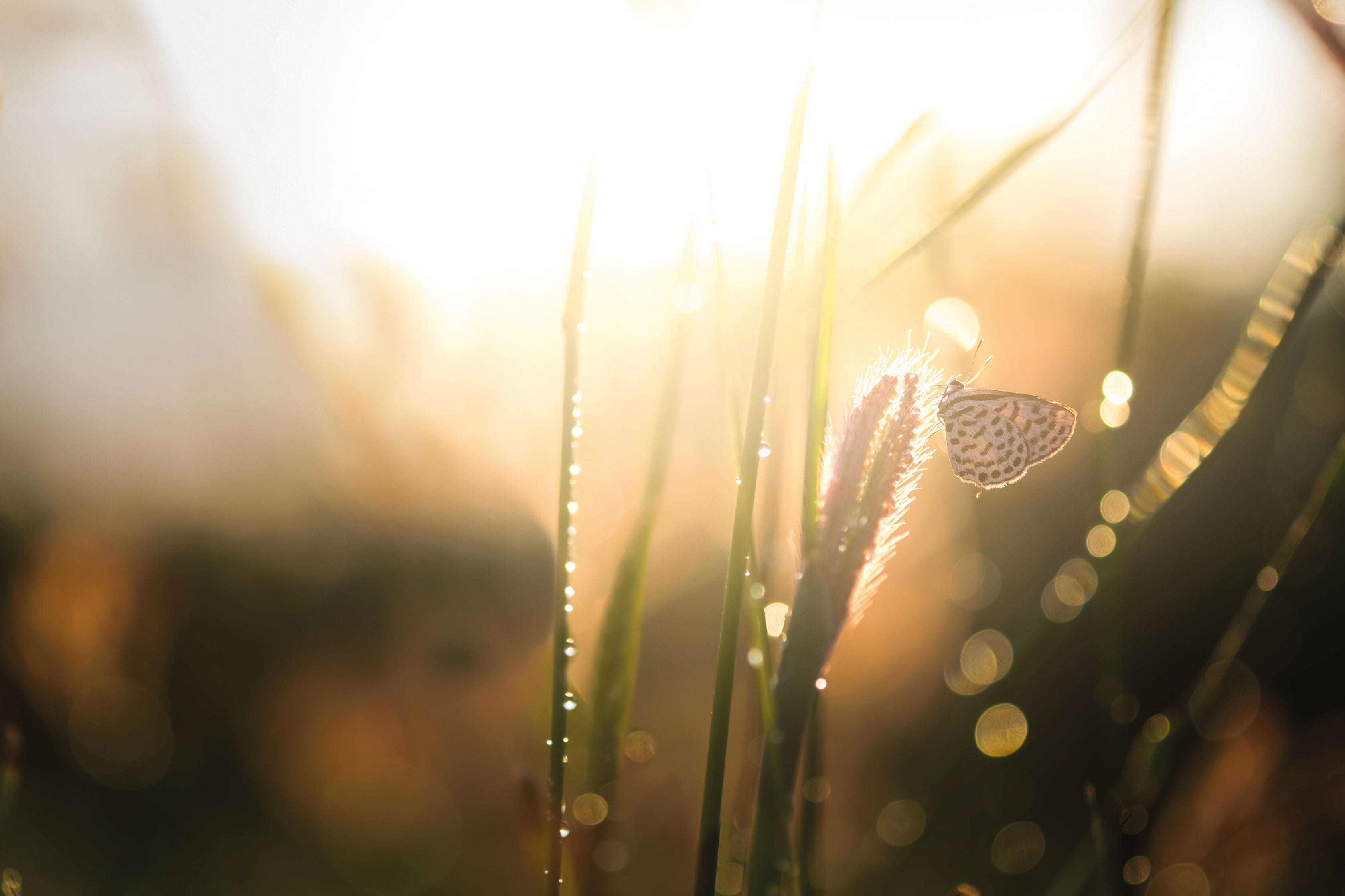 Papillon sur l'herbe, baigné de soleil
